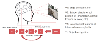 Human Visual Cortex System Deep Learning Visual Cortex Learning