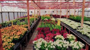 Maybe you would like to learn more about one of these? Large Flower Auction Distribution Center Stock Footage Video 100 Royalty Free 23226049 Shutterstock