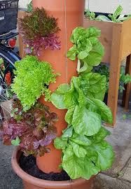 Salatbaum In 2020 Pflanzen Garten Salat