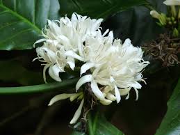 Image result for Coffea canephora