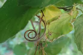 Image result for Gouania tiliifolia