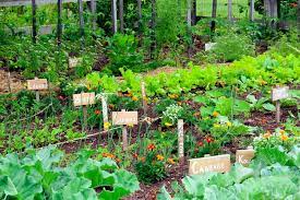 Cole crops like broccoli, cauliflower, and cabbage can be direct seeded into your garden around march 9, assuming the ground can be worked, but it's better to start them indoors around february 10 and then transplant them into the garden around march 31. 5 Secrets Of A High Yield Gardening Vegetable Gardening Tips Balcony Garden Web
