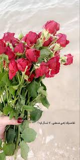 Flowers Rose Rose Flowers Plants