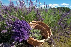 Der lavendel in der provence blüht von mitte juni bis mitte august. Lavendelfelder In Frankreich Besuchen Insiderreisetipps