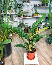 Philodendron Narrow Plants Philodendron Houseplants