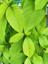 Image result for Pisonia