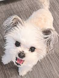 Warren Ishii's Instagram, Twitter & Facebook