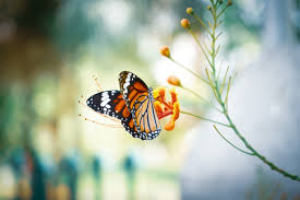 Butterfly Wallpapers Free Hd Download 500 Hq Unsplash Beautiful, free images gifted by the world's most generous community of photographers. unsplash