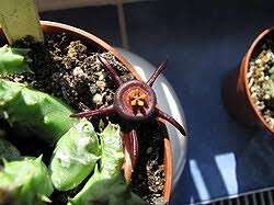 Image result for Duvalia polita