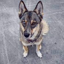 The Gerberian Shepsky Everything You Need To Know