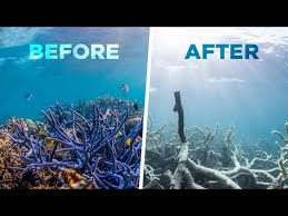 Coral brings beauty and colour to a home fish ) you can have desirable corals that are colourful and ones that are less colourful, so sometimes people decide to clean out the undesirable colours. How To Protect Coral Reefs For World Oceans Day Pacific Whale Foundation