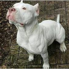 Pit Bulls Puppies Pitbullspuppies1 Pitbull Pitbullsofinstagram Pitbulls Pitbullpuppies Pitbullpuppy Pitbulldog Pitbull Lo Dogs Pitbulls Pitbull Puppies