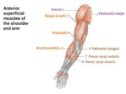 Arm muscles anatomy function diagram conditions your arms contain many muscles that work to her to allow you to perform all sorts of motions and tasks each of your arms is posed of your upper arm arm muscle anatomy build upper arm muscle arm muscle anatomy diagram build upper arm muscle how to build bicep and tricep muscles Limb Muscles Ppt Download