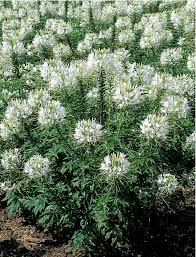 Image result for Cleome bororensis