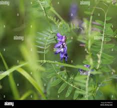 Image result for Vicia villosa