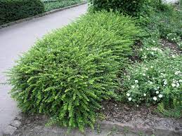 We did not find results for: Immergrune Straucher Mein Schoner Garten