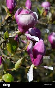 Magnolieae hi-res stock photography and images - Alamy