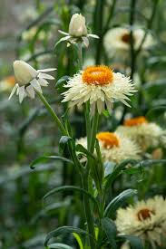 Image result for Helichrysum decorum