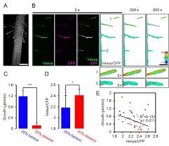 Consequently, meristematic cell growth is determined largely by the activity of the ribosome biogenesis and the protein synthesis (bernstein and plant materials and growth conditions. Atp Sensing In Living Plant Cells Reveals Tissue Gradients And Stress Dynamics Of Energy Physiology Elife