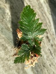 Image result for Trichomanes