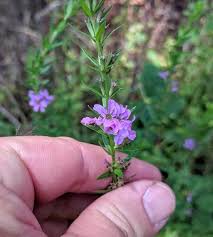 Image result for Lythrum rotundifolium
