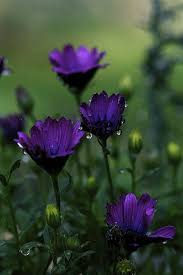 Rain Purple Flowers Beautiful Flowers Love Flowers