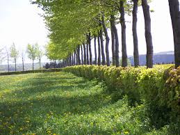 London garden fencing, cutting hedge provides new complete garden fences installations throughout south west london including ealing, chiswick, richmond, barnes and east sheen. Hedge Wikipedia