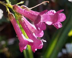 Image result for Freylinia