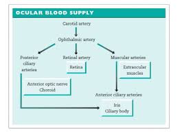 Blood Supply Of The Eye