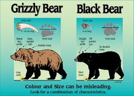 Black Bear Vs Grizzly Bear Size Grizzly Vs Black Bear In 2020 Black Bear Bear Species Grizzly Bear