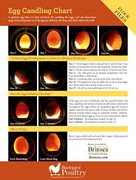 egg candling chart backyard poultry