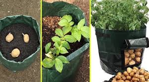 Maybe you would like to learn more about one of these? Cara Menanam Kentang Di Pot Yang Baik Dan Benar Untuk Pemula