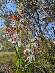 Image result for Phaius