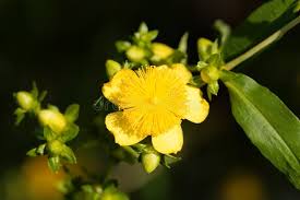 Image result for Hypericum quartinianum