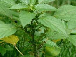 Image result for Acalypha lanceolata