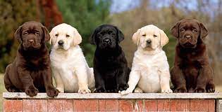 Which Lab Is Best Yellow Chocolate Or Black Lovable Labradors
