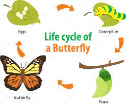 El Ciclo De La Mariposa En Ingles Para Ninos Hay Ninos
