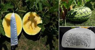 Cara menanam kacang tanah yang baik harus diikuti dengan perawatan yang baik agar hasil budidaya kacang bisa optimal. Step By Step Mudah Tanam Tembikai 2 Bulan Dah Boleh Makan Hasilnya Vanilla Kismis