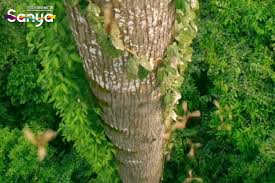 Image result for Antiaris