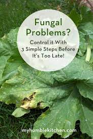 Spray affected squash plants with a horticultural oil, or fungicidal oil, at the first symptoms of powdery mildew growth. How To Control Powdery Mildew With These 3 Simple Steps My Humble Kitchen