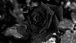 Black Rose Wallpaper Laptop Black roses discovered by dark soul on we heart it. black rose wallpaper laptop