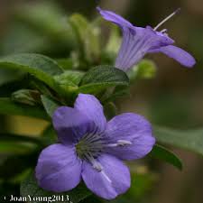 Image result for Barleria obtusa