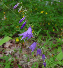 Campanula Rapunculoides Known By The Common Names Creeping Bellflower Or Rampion Bellflower Is A Perennial Herbaceous Plant Of Plants Plant Sale Perennials