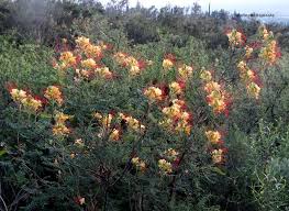 Image result for Erythrostemon