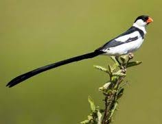 Birds With Long Tail Feathers Red Black White Bird With Very Long Tail In Southern California Google Search White Bird Bird Black And White