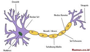 Di samping itu, sistem saraf mampu mengendalikan gerakan otot, sekresi kelenjar, dan berperan besar pada tingkah laku naluri. Jaringan Saraf Pengertian Struktur Ciri Ciri Fungsi Dan Gambar