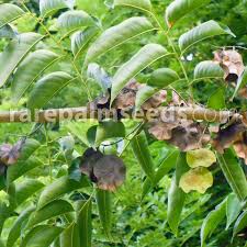 Image result for Pterocarpus