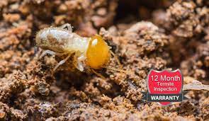 Some properties are more conducive to termite populations and need to be inspected more often pest control gold coast knows what to look for during pest inspections. Termite Inspection With Thermal Camera Ipswich Gold Coast