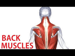 Back Muscles Anatomy Trapezius Latissimus Rhomboid Anatomy