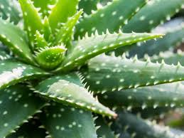 An einer adulten blume gedeihen bei guter pflege gleich mehrere tochterpflanzen. Aloe Vera Pflegen Und Schneiden Liebe Deinen Garten